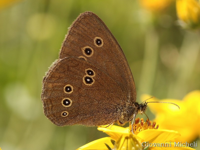 Aphantopus hyperantus Nymphalidae